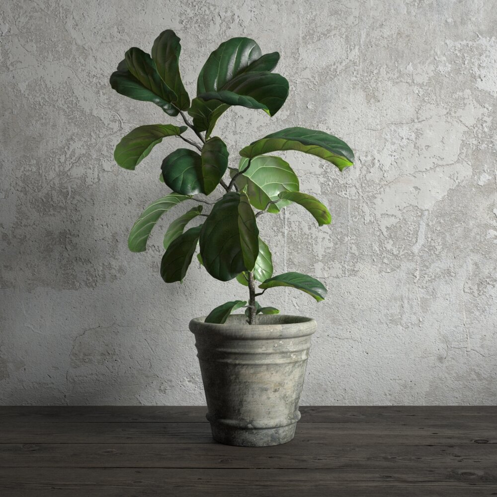 Potted Fiddle Leaf Fig Plant 3Dモデル