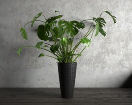 Monstera Deliciosa Indoor Plant 3D 모델 