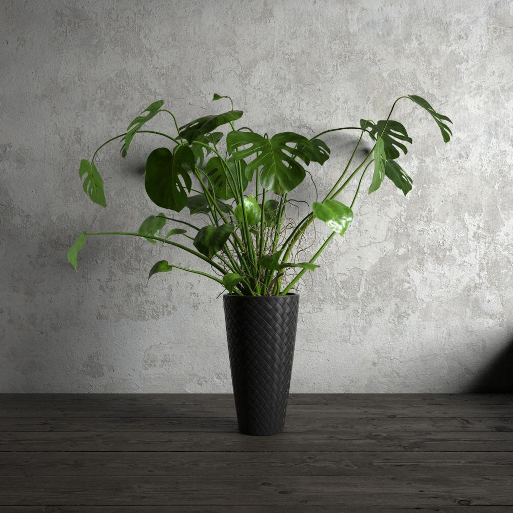 Monstera Deliciosa Indoor Plant 3D model