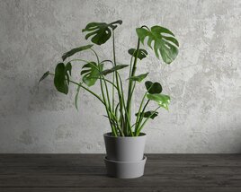 Indoor Potted Monstera Plant 3D модель