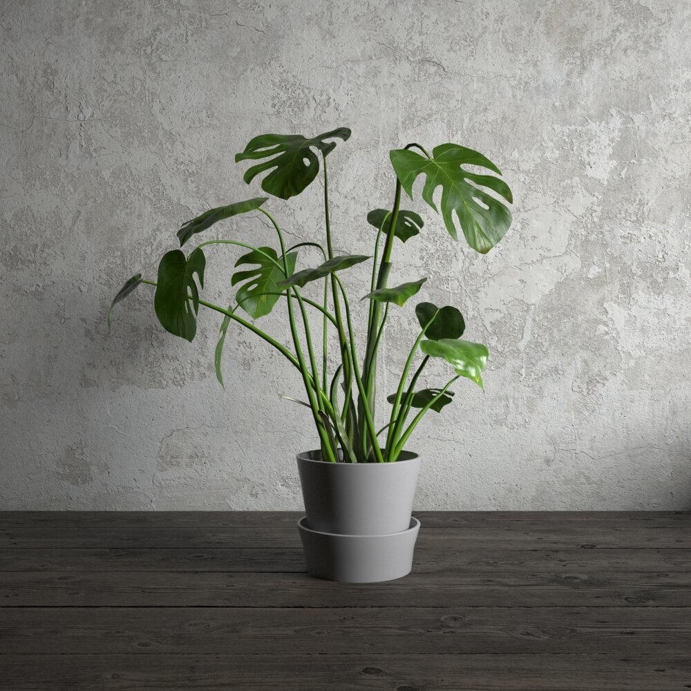 Indoor Potted Monstera Plant 3D-Modell