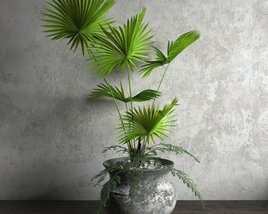 Indoor Potted Palm Plant 3Dモデル