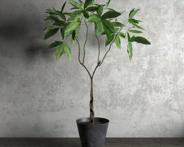 Potted Foliage Plant 3D-Modell
