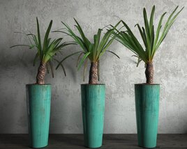 Trio of Potted Dracaena Plants Modello 3D