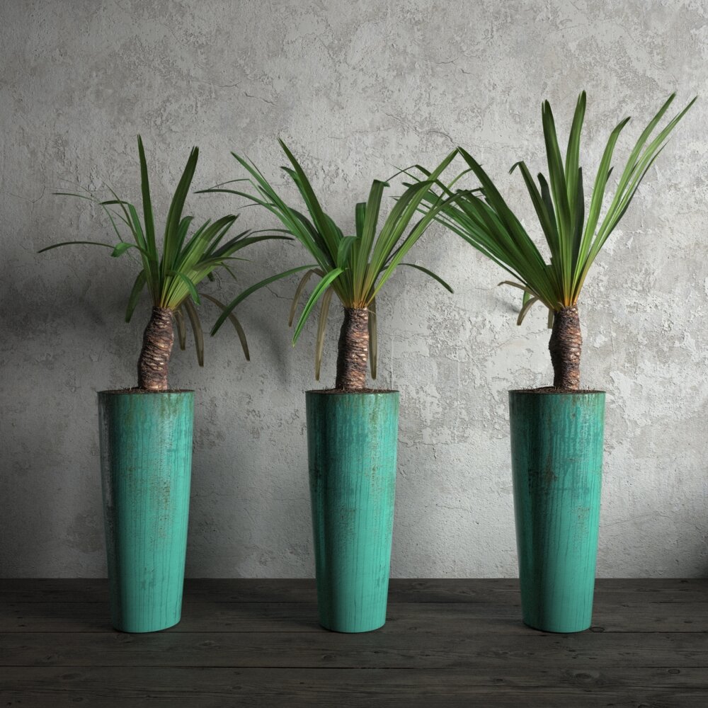 Trio of Potted Dracaena Plants 3D model