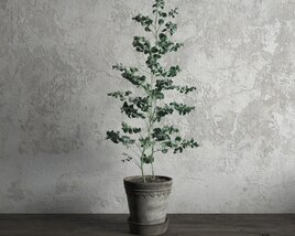 Potted Indoor Small Eucalyptus Plant 3D 모델 