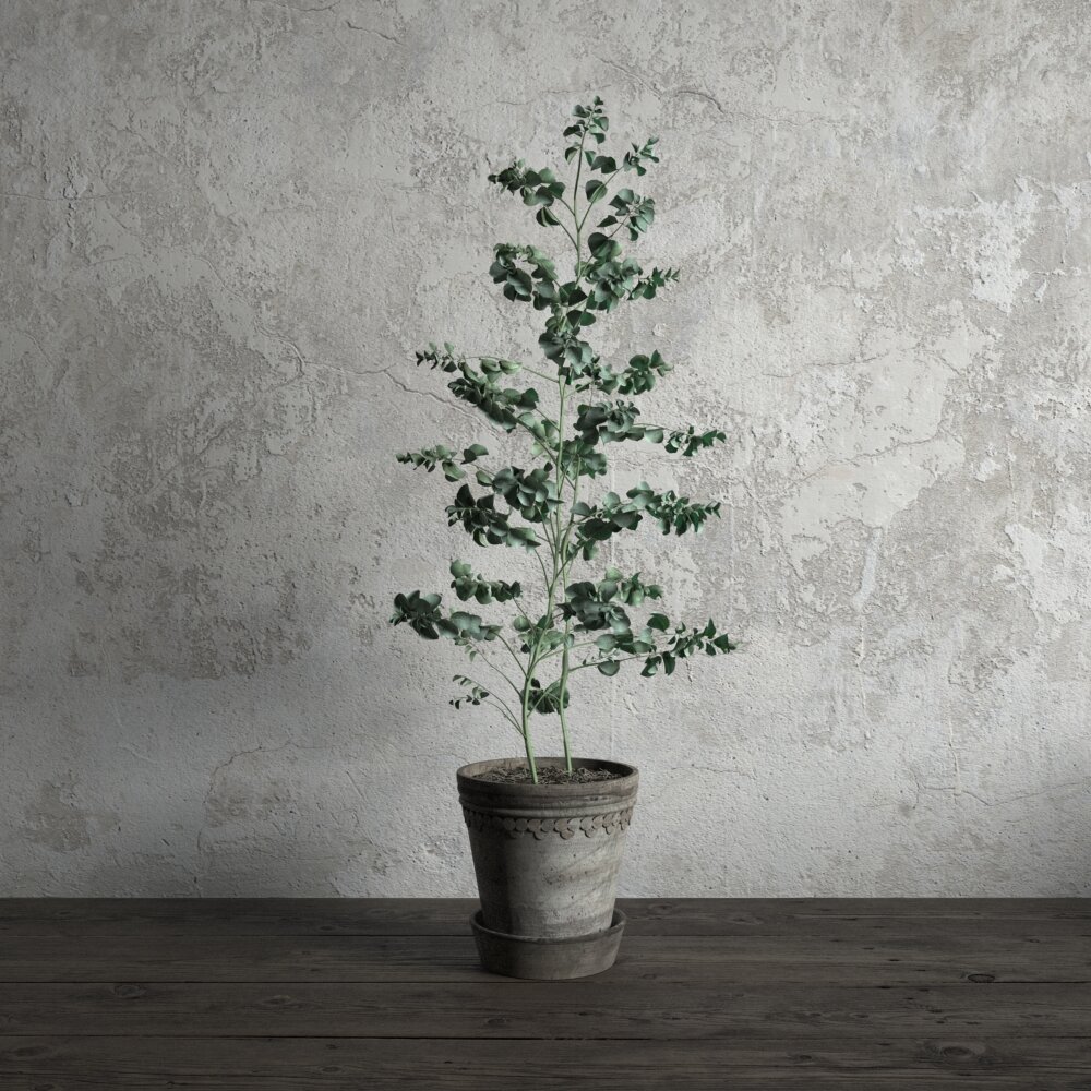 Potted Indoor Small Eucalyptus Plant 3D模型