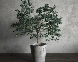 Indoor Potted Eucalyptus Plant 3D модель