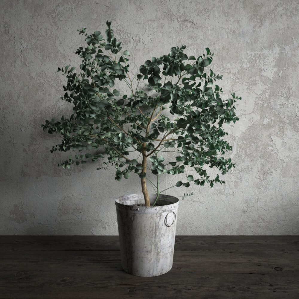 Indoor Potted Eucalyptus Plant 3D模型