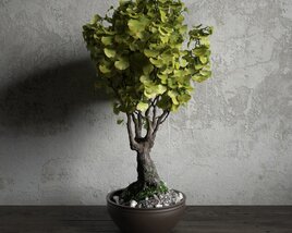 Ginkgo Tree Potted 3D model
