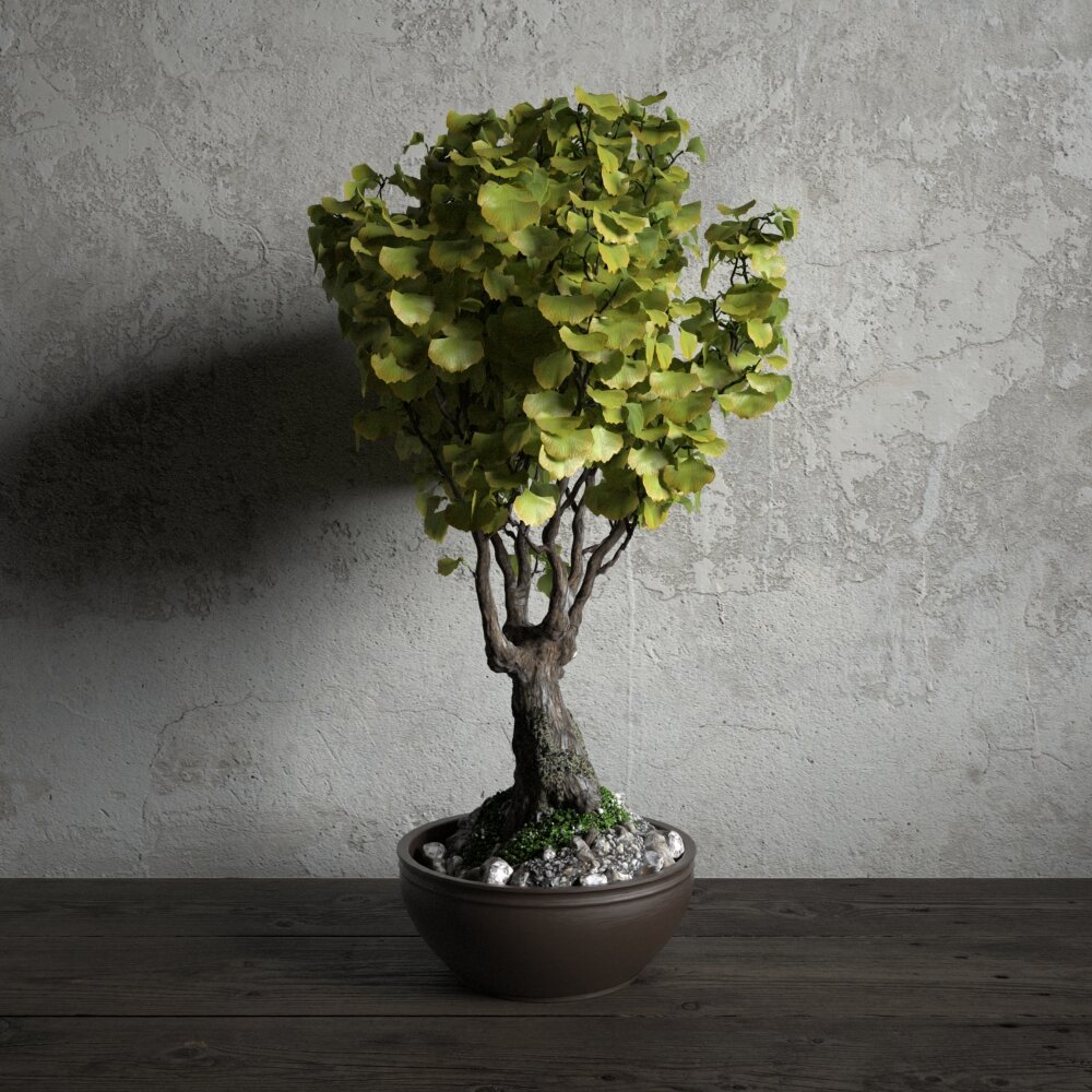 Ginkgo Tree Potted Modello 3D