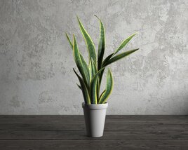 Indoor Potted Snake Plant 3D модель