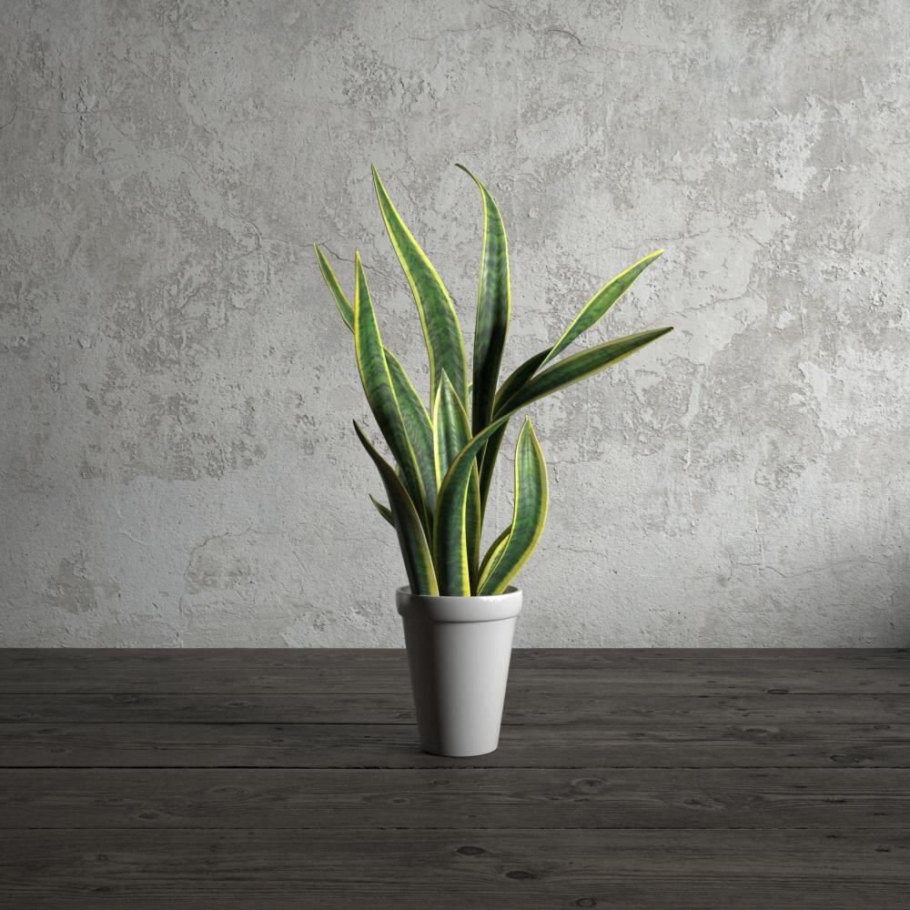 Indoor Potted Snake Plant 3D模型