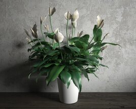 Peace Lily in Vase Modèle 3D