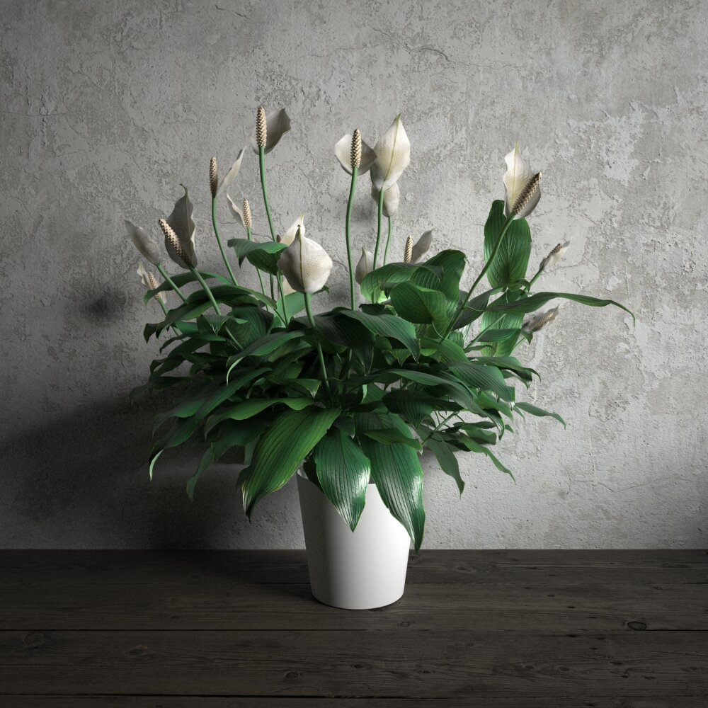 Peace Lily in Vase Modèle 3d