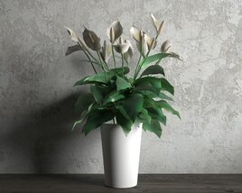 Peace Lily in White Vase 3D-Modell