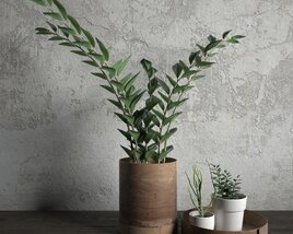 Modern Potted Plants 3D-Modell