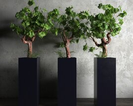 Indoor Twisted Small Trees 3D модель