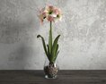Amaryllis in Glass Vase 3d model