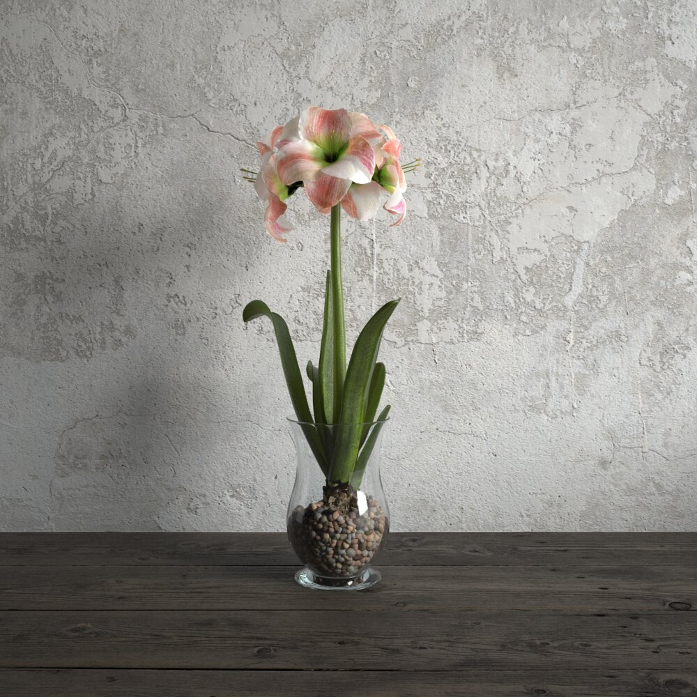 Amaryllis in Glass Vase 3Dモデル