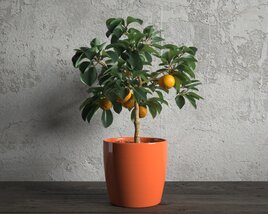 Potted Citrus Tree 3D model