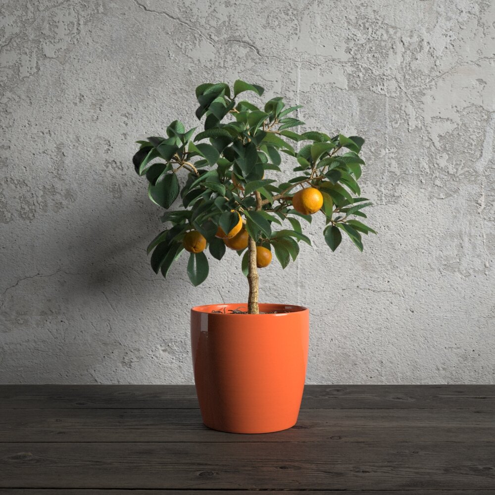 Potted Citrus Tree Modèle 3d