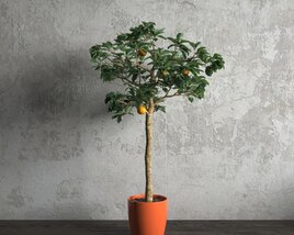 Indoor Potted Orange Tree 3D 모델 