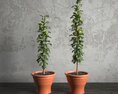 Potted Tomato Plants 3d model