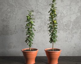 Potted Tomato Plants Modèle 3D