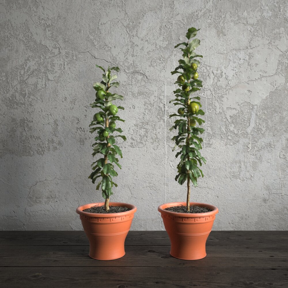 Potted Tomato Plants 3Dモデル
