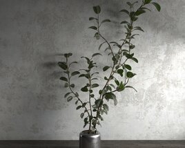 Minimalist Vase with Ficus Modello 3D