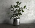 Indoor Ficus Plant in Silver Pot Modèle 3d