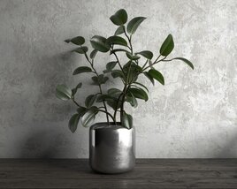 Indoor Ficus Plant in Silver Pot 3D model