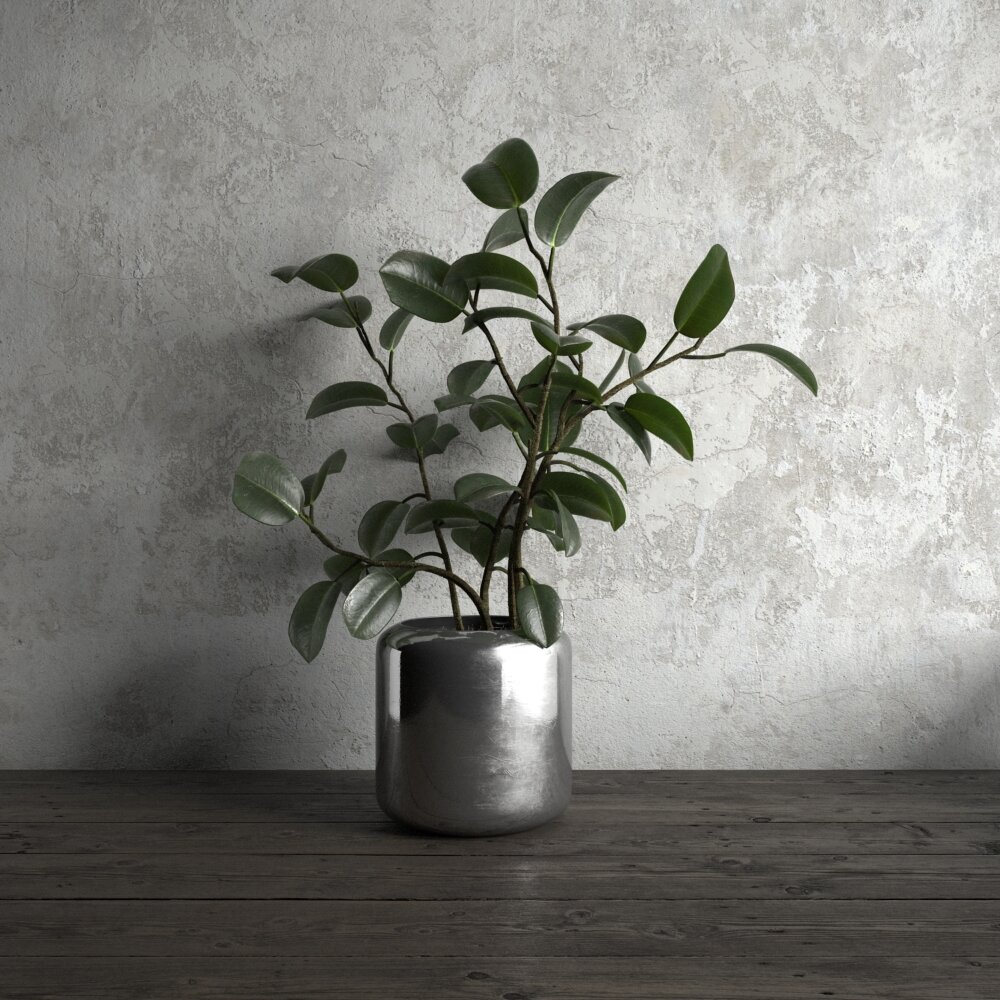 Indoor Ficus Plant in Silver Pot 3Dモデル