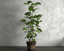 Indoor Potted Ficus Plant 3D 모델 