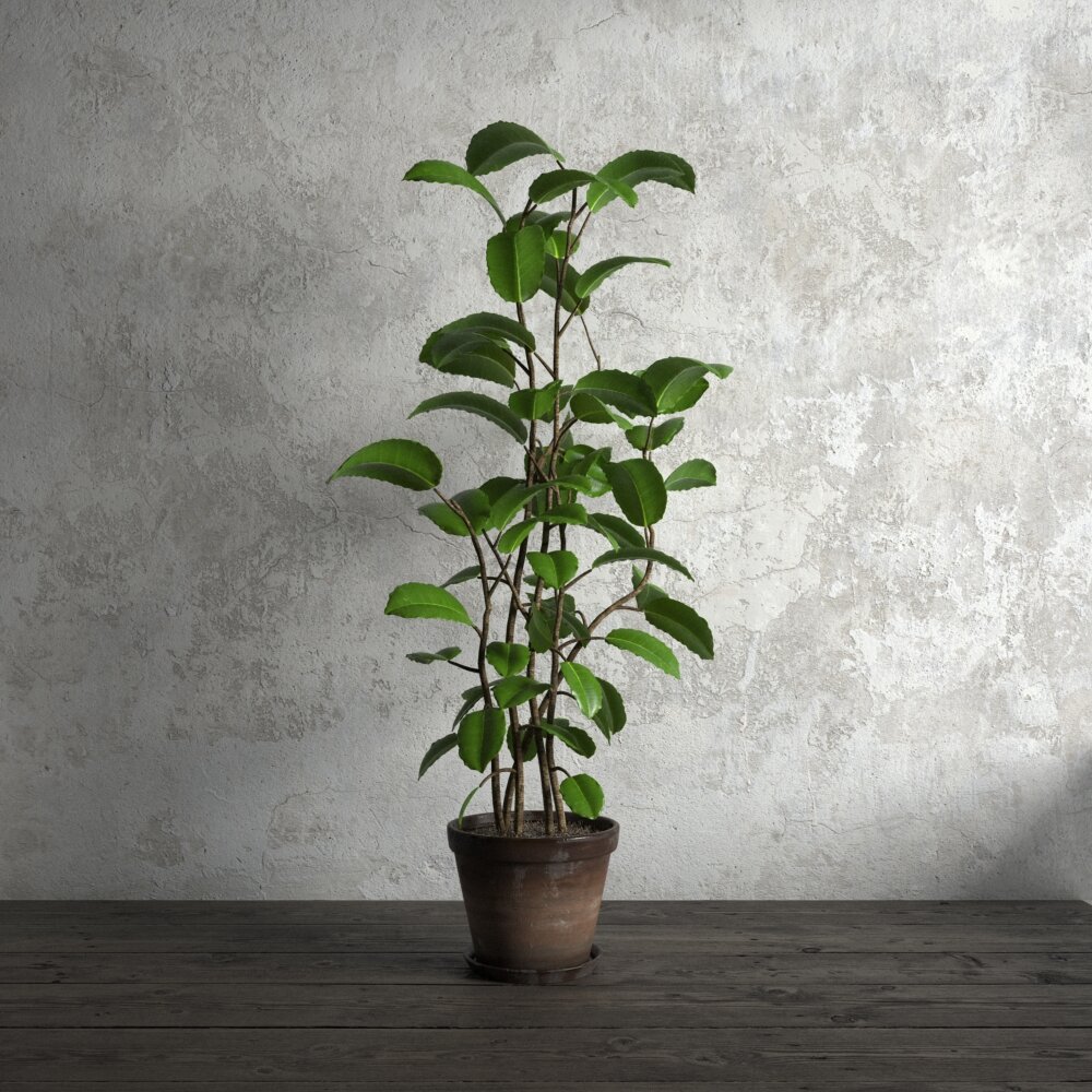 Indoor Potted Ficus Plant 3D модель