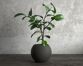 Potted Peperomia Obtusifolia Plant 3D-Modell