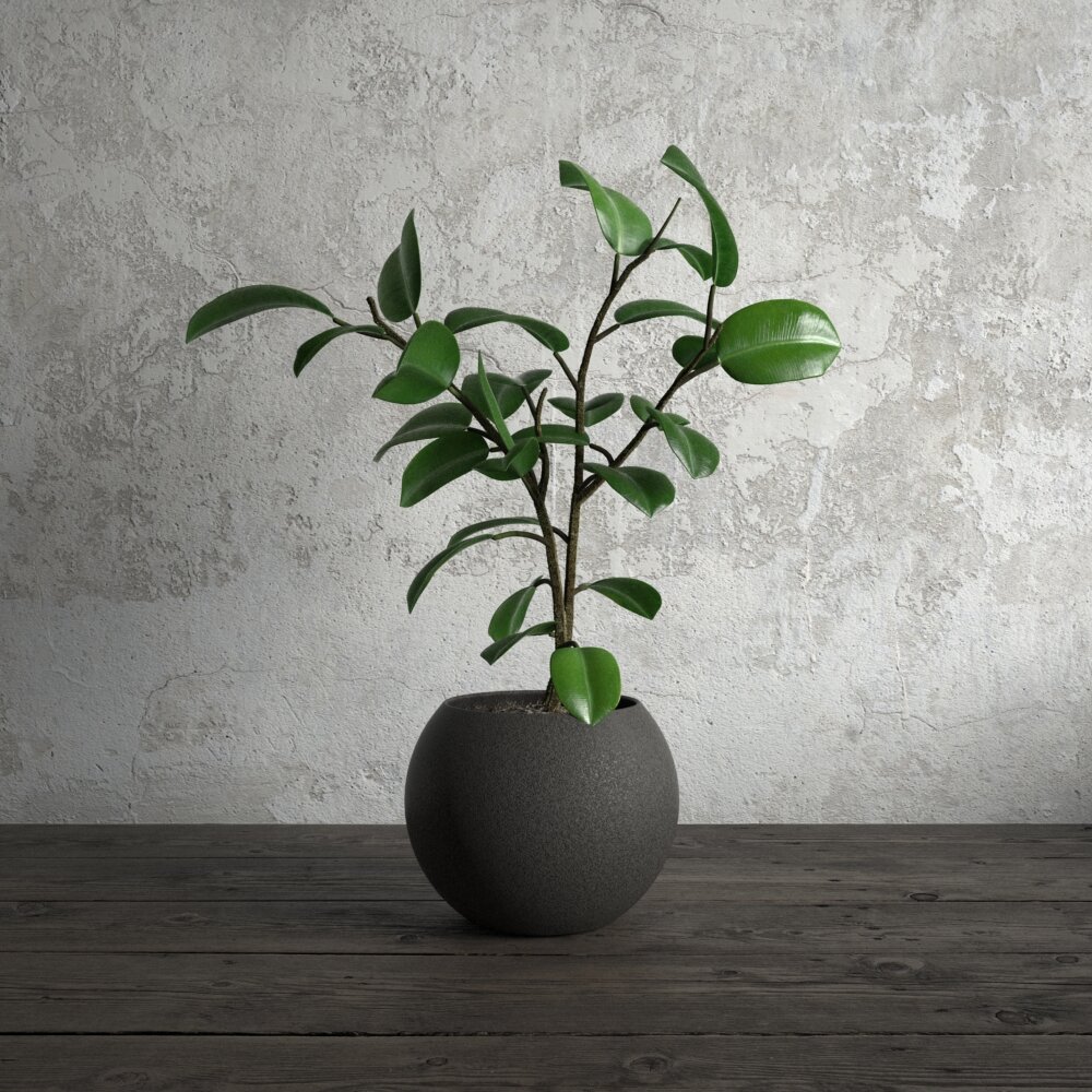 Potted Peperomia Obtusifolia Plant 3D-Modell