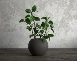 Peperomia Obtusifolia Potted Plant 3D-Modell
