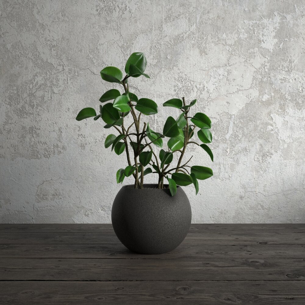 Peperomia Obtusifolia Potted Plant 3D-Modell