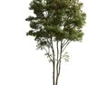 Verdant Tree Isolation 3d model