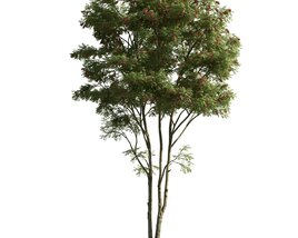 Verdant Tree Isolation Modello 3D