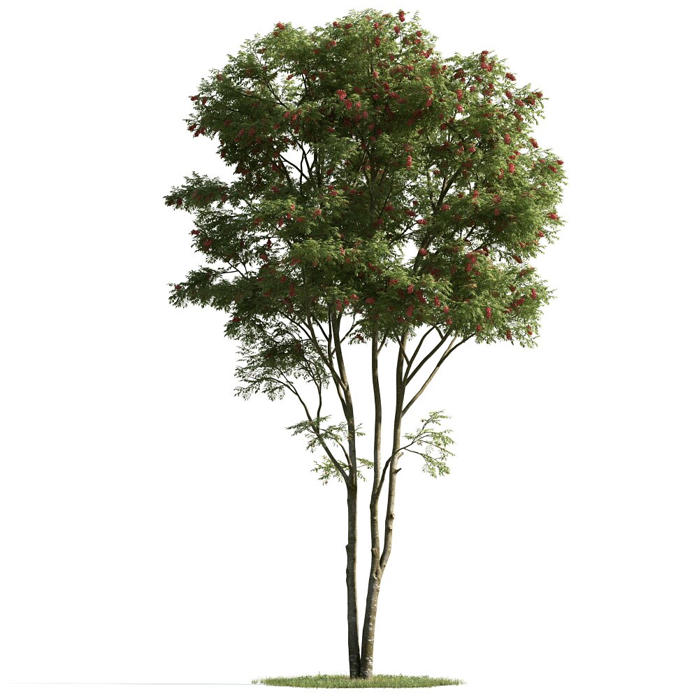 Verdant Tree Isolation 3D модель