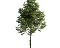 Verdant Pine Tree Modello 3D