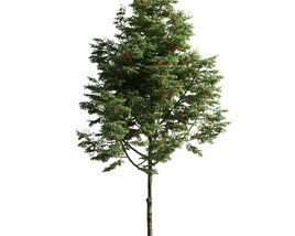 Verdant Pine Tree 3D model
