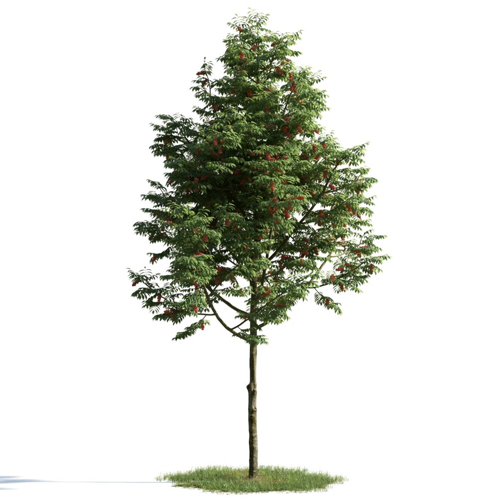 Verdant Pine Tree 3D-Modell