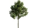 Rowan Tree Modello 3D