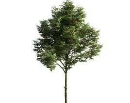 Rowan Tree 3Dモデル