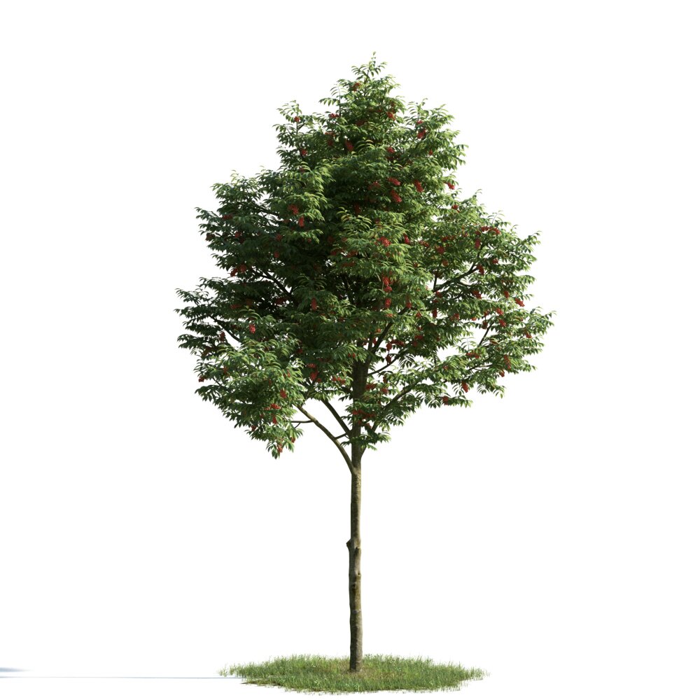 Rowan Tree 3d model