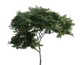 Lush Green Tree 04 Modelo 3d